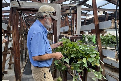 North Carolina has been the leading sweet potato-producing state in the US since 1971